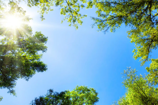 gestao-ambiental-para-empresas-destaque